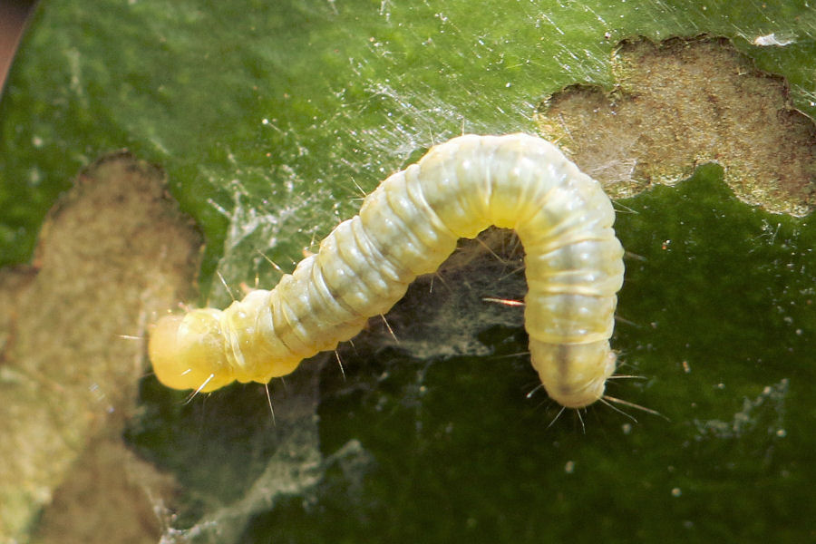 Tortricidae: Argyrotaenia ljungiana